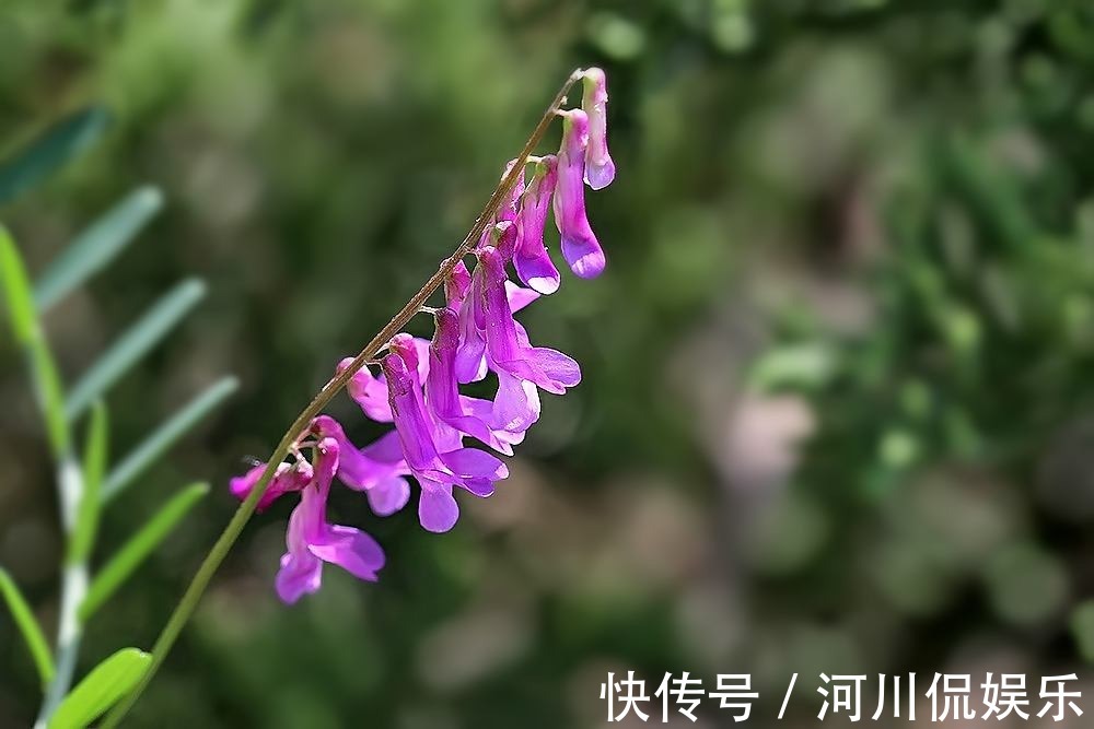 嫩芽|这种野生豌豆堪比山珍，掐点嫩芽唇齿留香，揪点种子自家就能种