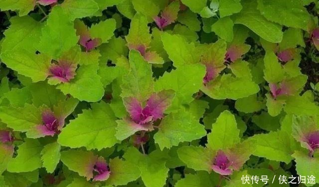 野草|农村这种野草，有人用它炖鸡汤，有人用它来喂猪，殊不知价值极高