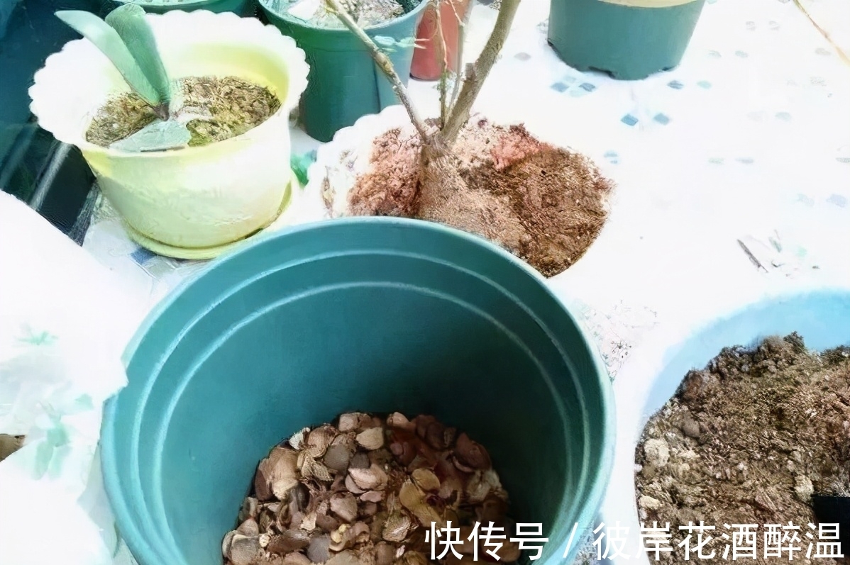 家里3样废渣,不要扔,在养花人眼里是宝贝