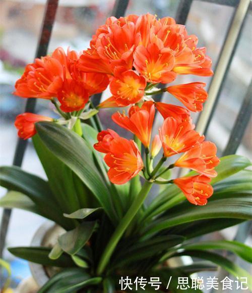 君子兰是多晒好,还是少晒好?很多人弄反了,难怪黄叶不开花