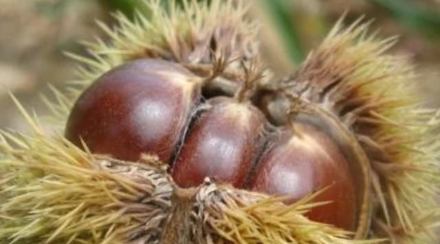 死对头|4物是糖尿病的“死对头”,生活中可劲儿吃,或助血糖慢慢下降