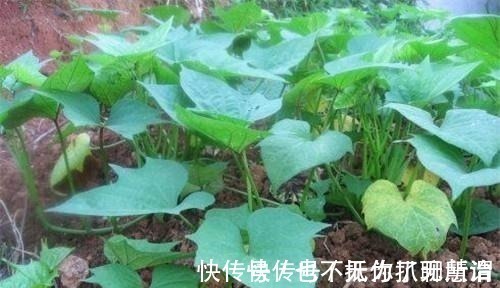 亩产!他冒死从国外偷回一根藤,让清朝人口增长三亿,至今仍被后世纪念