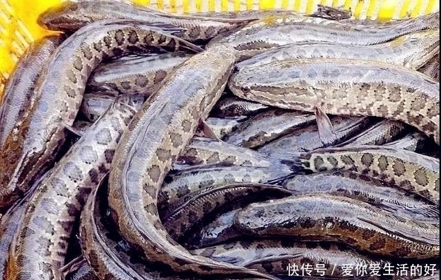 黑鱼泛滥成灾成群黑鱼聚集河湾产卵电鱼人不如我来来试试