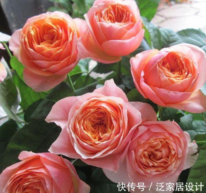 4种花是花中劳模,花开不停,开花量大,花开枝繁叶茂