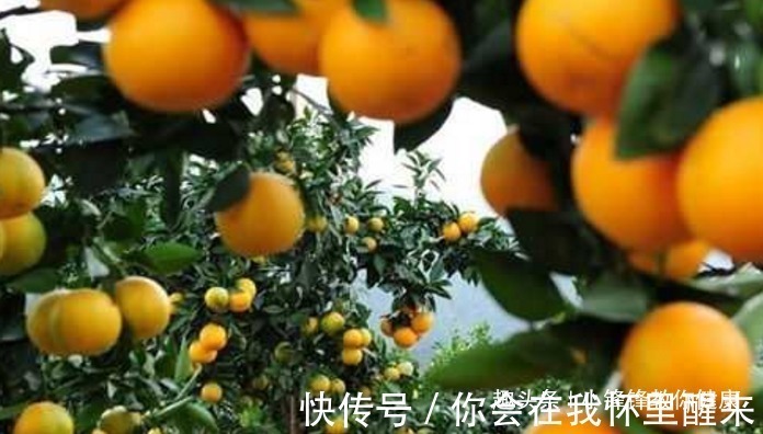 血脂|长寿老人爱吃的此种食物,降低血脂血压、降低固醇,早知早受益