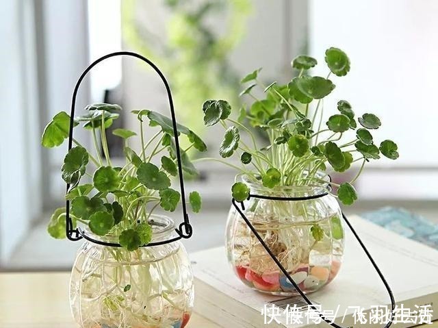 绿萝|这4种花 剪一段枝条丢水里就生根 家中绿意盎然!
