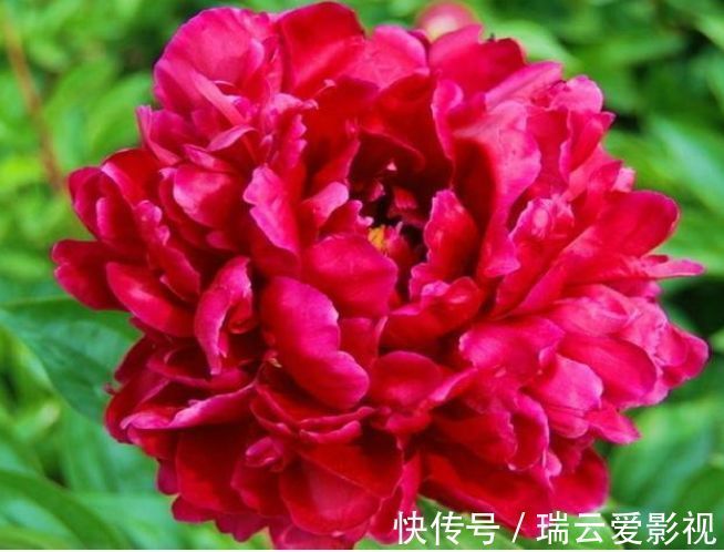 养此款花卉,花大服盆快,四季有花开,花香四溢飘满屋,美