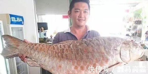 世界上最昂贵的五种食用鱼，一条几百万，叫人怎么下得了口！