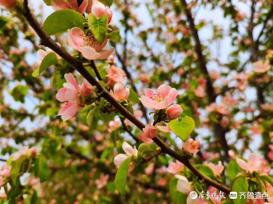 木瓜海棠花白中带红与众不同 粉紫色