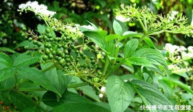 两脚|“两脚不能拿,专吃八棱麻”,农村这种野草,专治风湿类骨痛病!