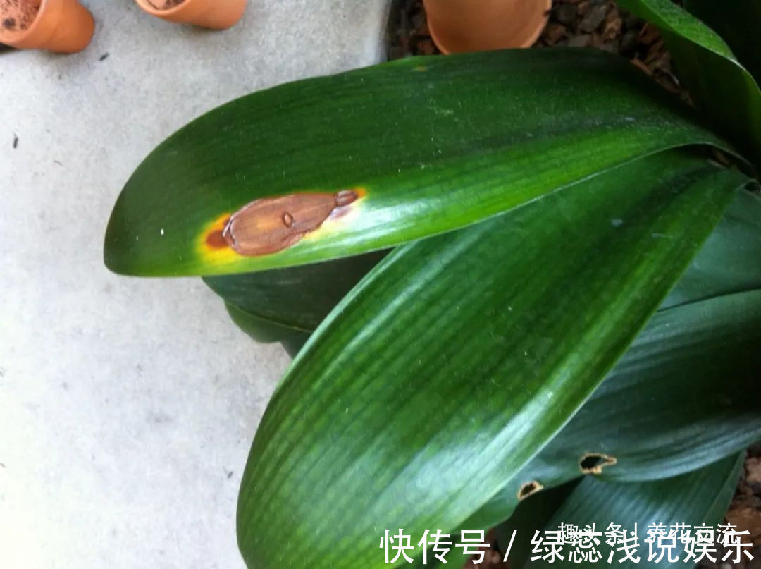 为啥很多朋友在家里养不好君子兰，有可能一开始就买错了