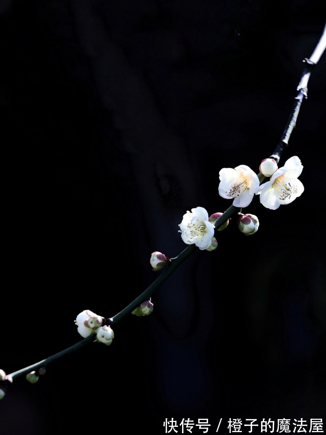 几回春!梅·七绝·十二首丨此夜愁来诗对酒,诗伤酒烈寄君家