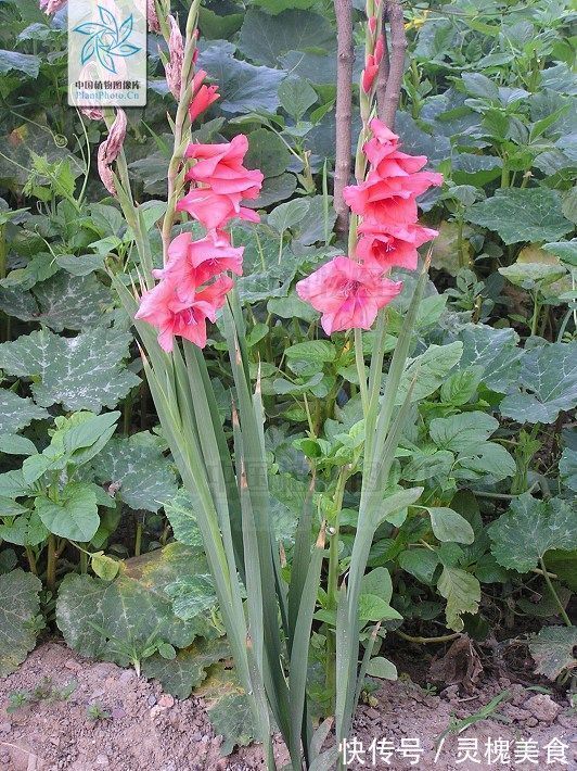 止痛|搜山黄，见过吗解毒散瘀，消肿止痛用于跌打损伤，咽喉肿痛