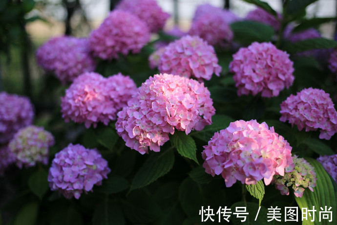 阳台上|为建花园,不顾反对买了一楼带院子,3年的亲手布置朋友都羡慕了