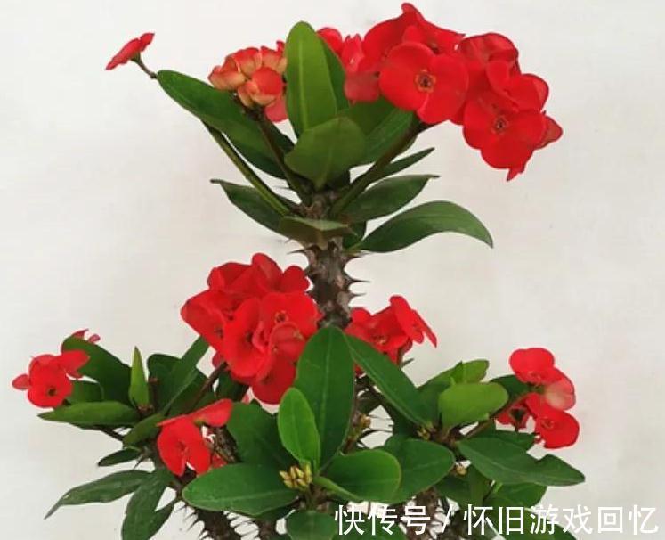 哇塞,6种便宜花,动手一剪变盆景,价格立马翻一倍