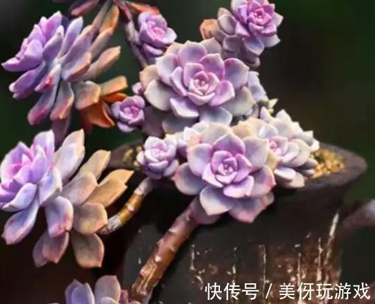 为什么多肉熬过了夏季反而越不了冬,居然冻伤黑腐了