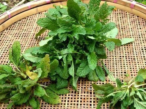 野草|满身长满疙瘩,过去用它煮鸡蛋吃,如今成极品野菜,15元一斤