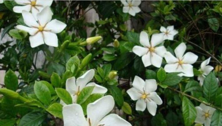 3种花“最爱”吃醋,1个月“喂”1斤,叶片油绿,花开满盆