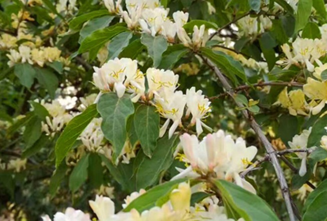 金银花|此花是一蒂二花，两条花蕊探在外，像雄雌相伴，又似鸳鸯对舞