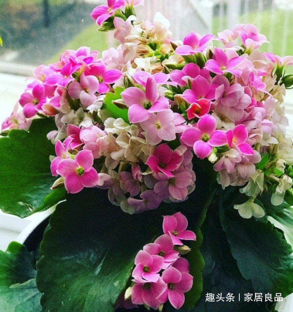 “它”可别扔了,盆里“埋1块”,花多叶绿,是养花的宝贝