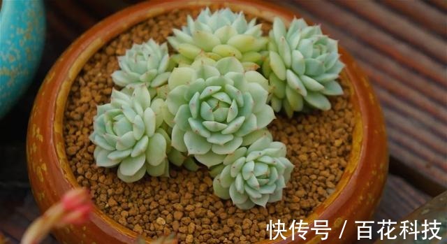 要点|60种多肉图鉴及养护要点,1分钟学会,超全超实用!