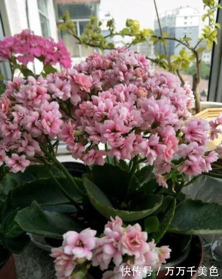 秋天|家里一个小东西,秋天用来养长寿花,叶片油亮花开鲜艳,美极了