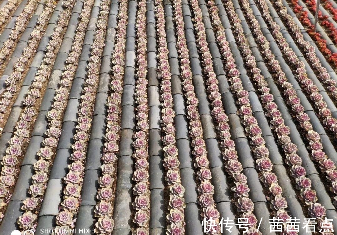 张大姐养多肉, 连屋顶也不放过, 8年种了3万棵!
