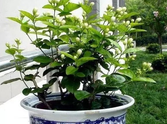 只要掌握这3点,就能让你的盆栽茉莉多开花、花更香,以后不愁没花看