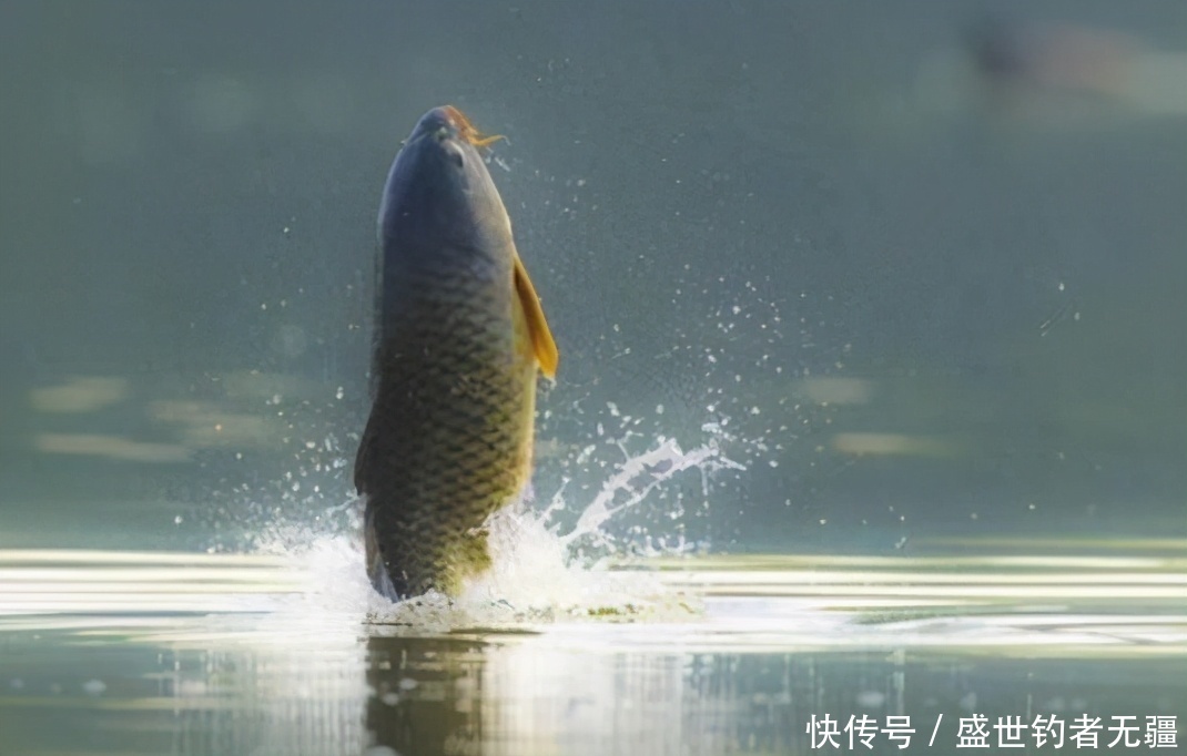 水面|大水面台钓大鲫鱼:钓组、饵料,一次说清——盛世三渔