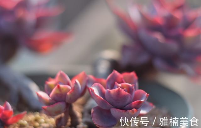 小株|发现一些晚霞多肉的老桩,在逆开挂区如何养出有状态的晚霞