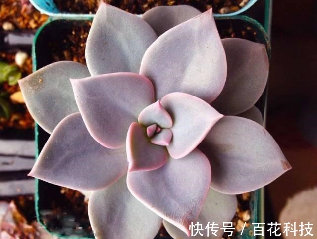 要点|60种多肉图鉴及养护要点,1分钟学会,超全超实用!