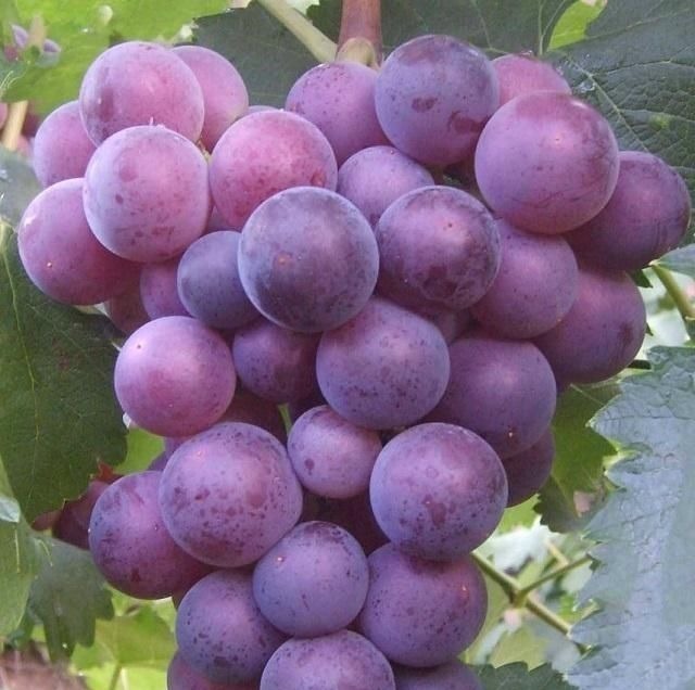 葡萄|怀孕两个月腹痛,被诊为“先兆流产”,医生这3种水果孕妈少吃