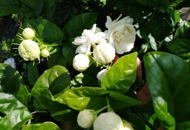 秋季茉莉花不开花，4步“入手”，无论哪个季节，生长开花不间断