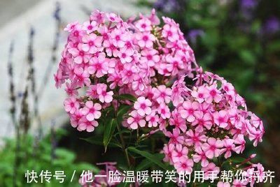 长寿|4种“超长寿”的植物,家里有老人,一定要养!