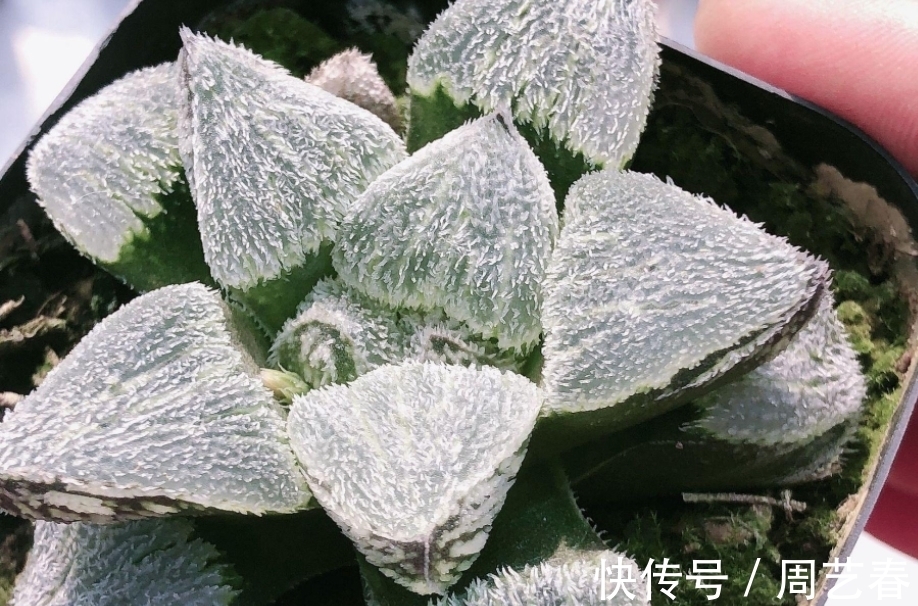 多肉植物玉露养护指南:叶子干瘪摊大饼该怎么办?