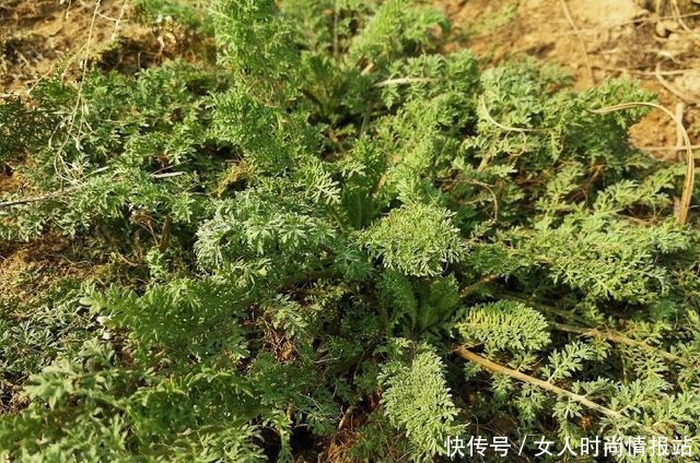 中年|5种野菜被误解最深,其价值珍贵却沦为杂草,遇见别放过