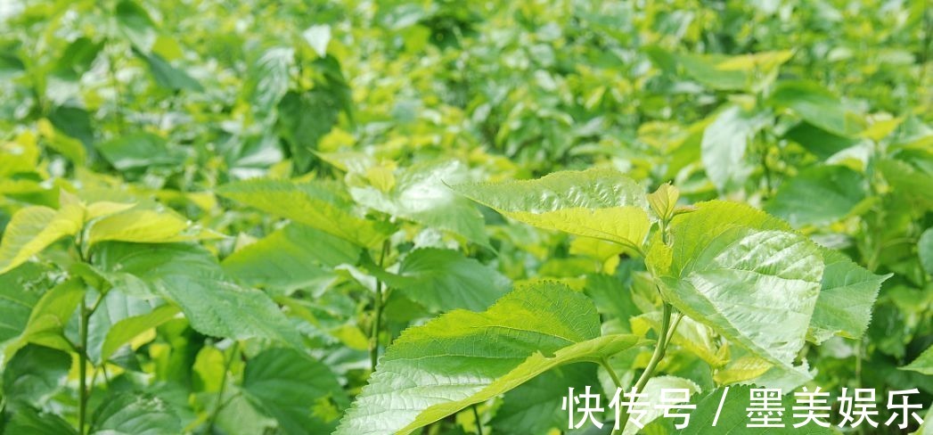 血糖控制|糖尿病的“祸根”找到了,别再冤枉甜食了,这3物劝你快管住嘴