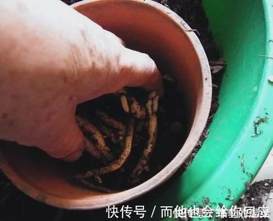 什么果皮渣、大豆渣,都不如这种“渣滓”,盆里埋一点养啥都旺