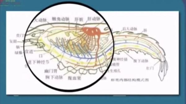 高蛋白食物|肌肉酸痛、酱油色尿......夏日小龙虾还能不能吃了？