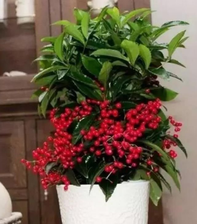 4种花养在家里,比牡丹好看,比吊兰好养,你养了吗