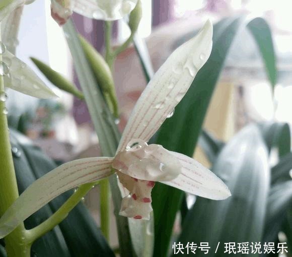 兰花不开花，反而焦叶，几个办法瞬间绿油油