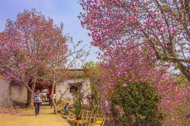 春意|花开枝头春意闹 百般红紫斗芳菲 ——光影中国网聚焦南阳春日胜景