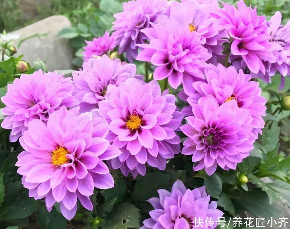 让8成养花新手都后悔的4个“妙招”,再看到别尝试