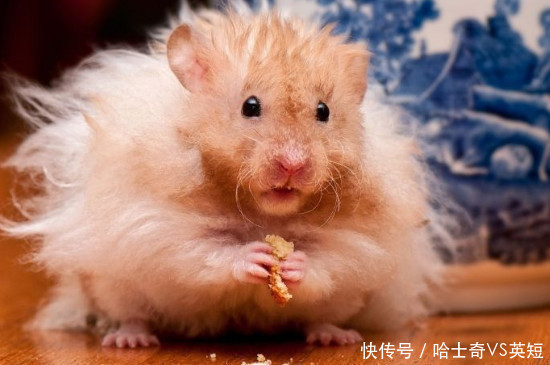 哈希娱乐- 哈希游戏平台- 哈希游戏官方网站软件资讯_太平洋科技软件资讯频道