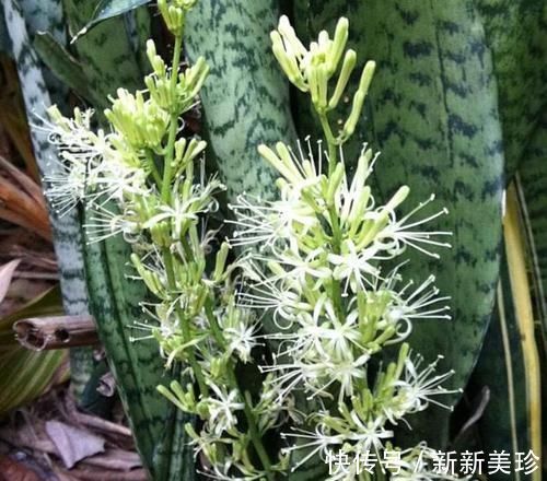 3种花卉能长2米高,养在客厅大气,亲戚、朋友都说好