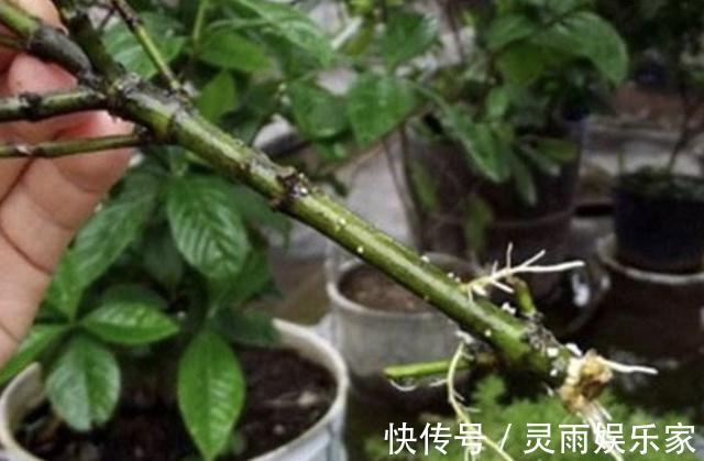 花卉|夏天养1种花，剪“1根枝条”，用来扦插9天生根，来年开花！