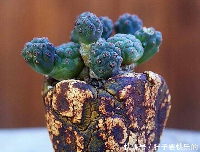 keith|看看老外养的多肉盆景,真是美不胜收,看一眼就被惊艳到了!
