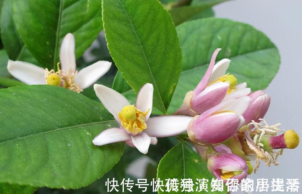 果树|3种“养人树”,漂亮有香味,能吃能观赏,建议至少养一种