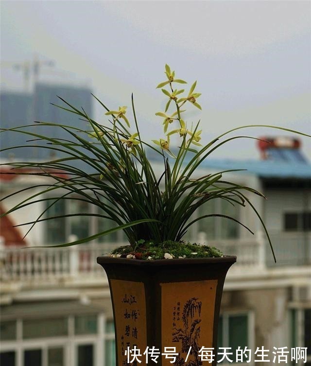 厨房这1料,养兰“特有效”,一洒一喷,兰花生根快,新芽蹿不停!