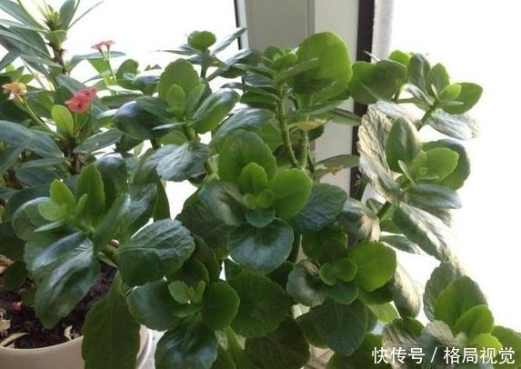 花期|6、7月盆栽长寿花,该如何养好3个窍门让它花期开花挡不住